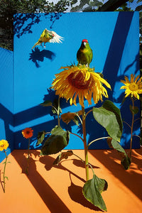 Kristin Schnell: Of Cages and Feathers