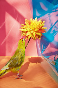 Kristin Schnell: Of Cages and Feathers