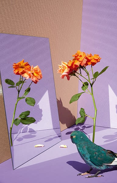 Kristin Schnell: Of Cages and Feathers