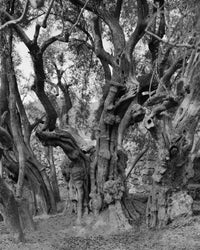 Adam Broomberg & Rafael Gonzalez: Anchor in the Landscape