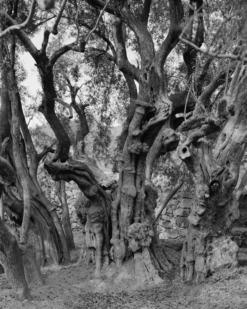 Adam Broomberg & Rafael Gonzalez: Anchor in the Landscape