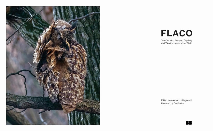 Jonathan Hollingsworth: Flaco