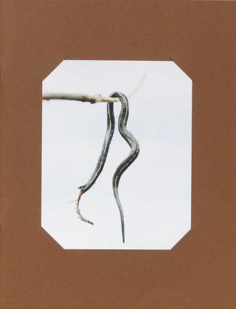 Ian Bates: Lost Dog