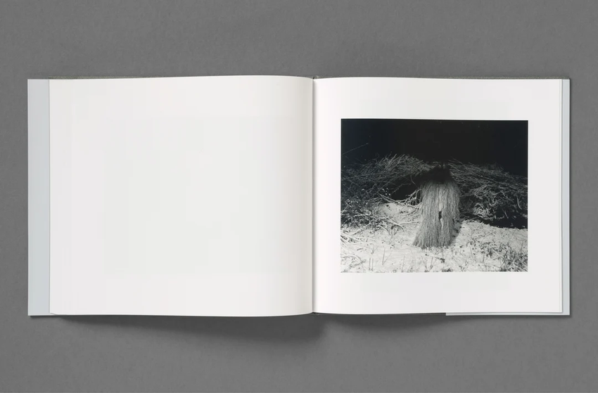 Aria Shahrokhshahi: Wet Ground