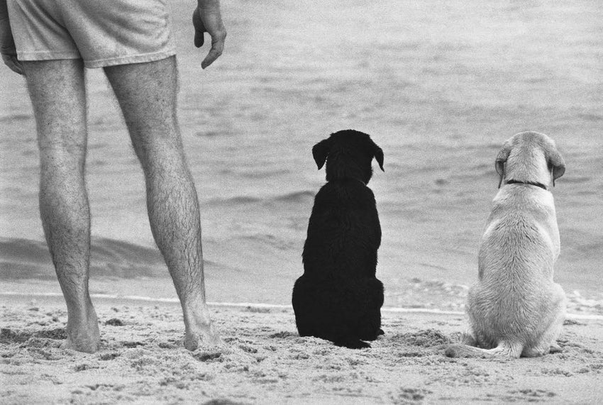 Elliott Erwitt's Dogs