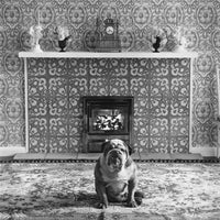 Elliott Erwitt's Dogs