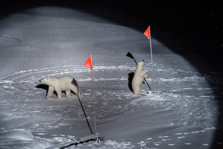 Esther Horvath: Into the Arctic Ice - The Largest Polar Expedition of All Time