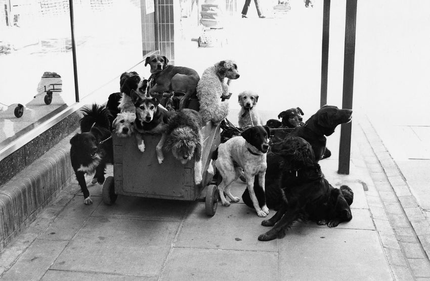 Elliott Erwitt's Dogs