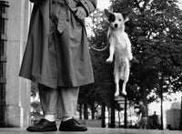 Elliott Erwitt's Dogs