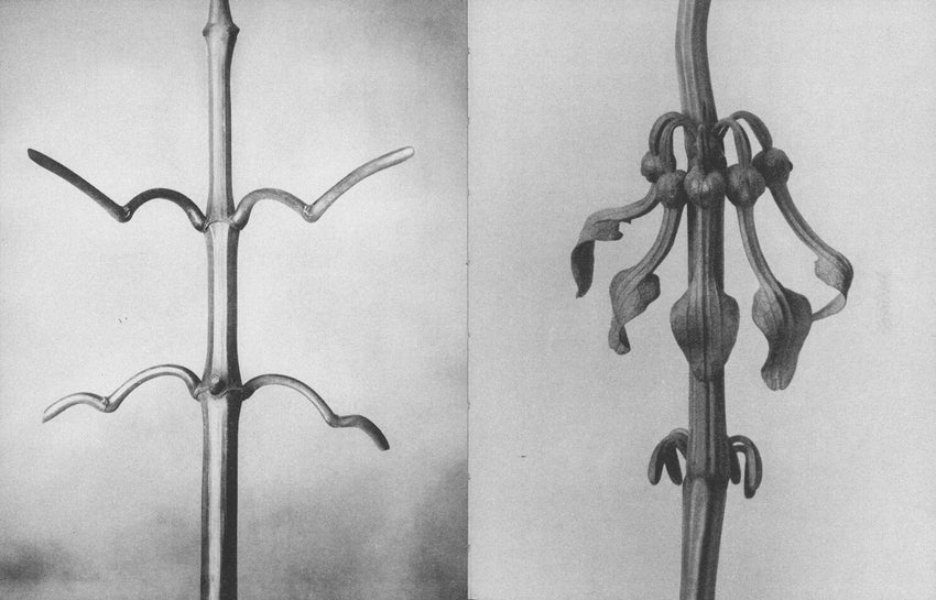 Karl Blossfeldt: Wisdom in All Forms