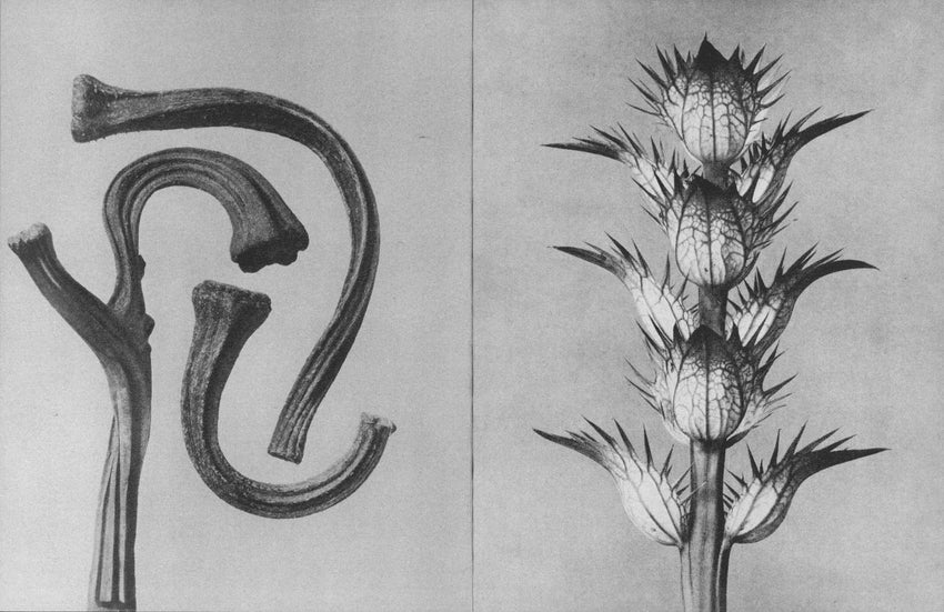 Karl Blossfeldt: Wisdom in All Forms
