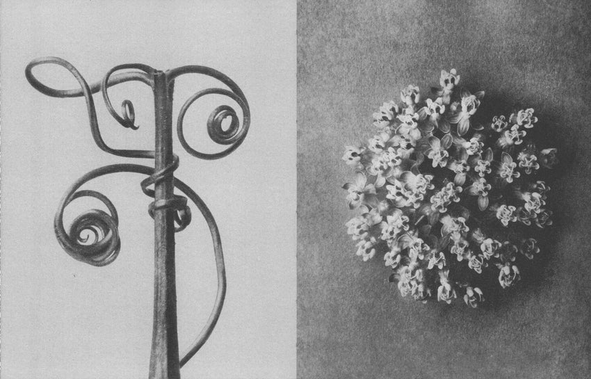 Karl Blossfeldt: Wisdom in All Forms