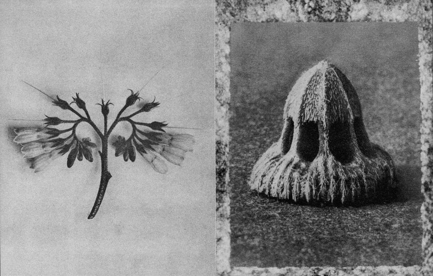Karl Blossfeldt: Wisdom in All Forms