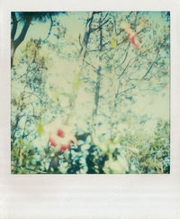 Polaroid Notes