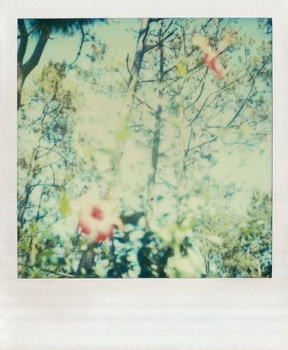 Polaroid Notes