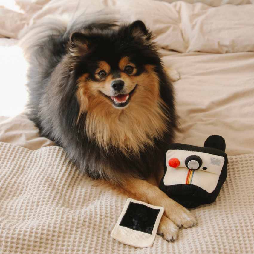 Instant Camera Dog Toy