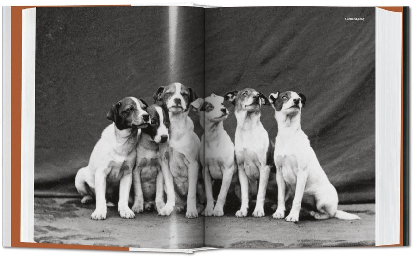 The Dog in Photography 1839 - Today by Raymond Merritt