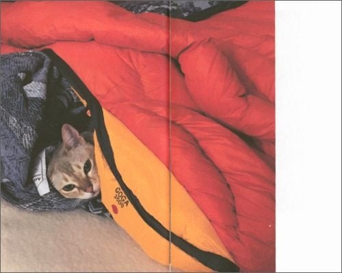 Takashi Homma: This Is Not My Cat