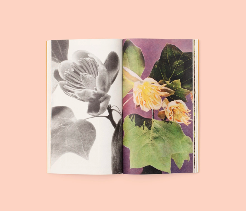 Magali Duzant: A Tree Grows in Queens